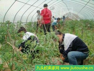 農村小本創(chuàng)業(yè)實操好項目知道的人不多